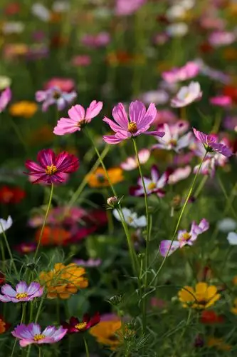 秋天盛开的波斯菊