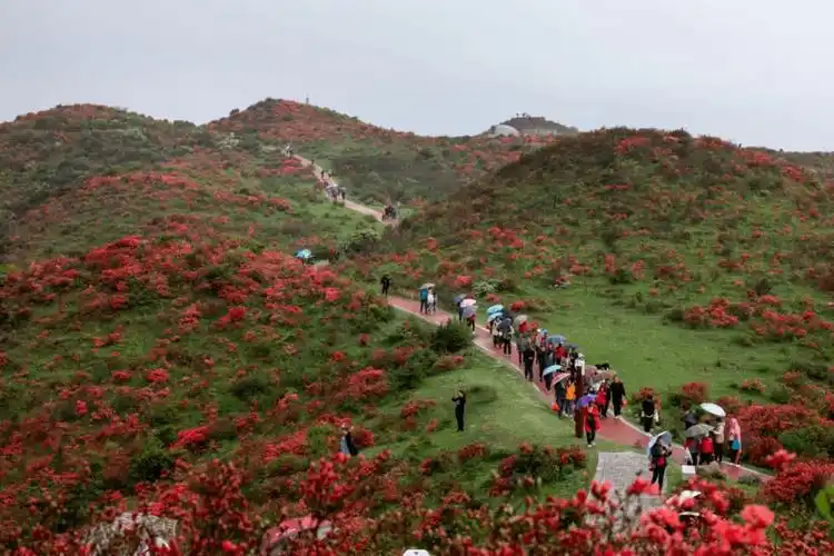 石城第八届杜鹃花节火爆开幕!接下来还有._活动_游客_八卦