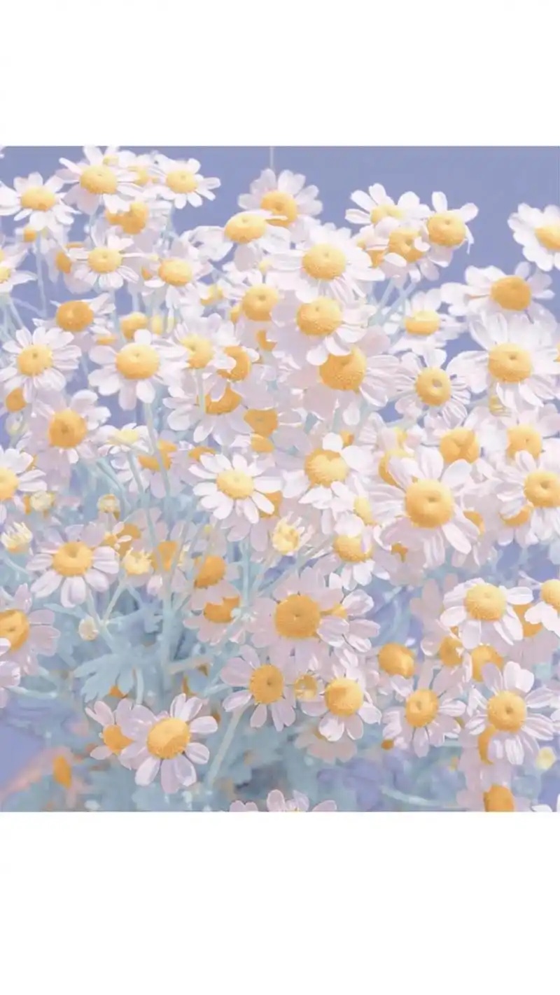 今日浪漫,送你最有特色的雏菊#花 #治愈 #背景图 - 抖音
