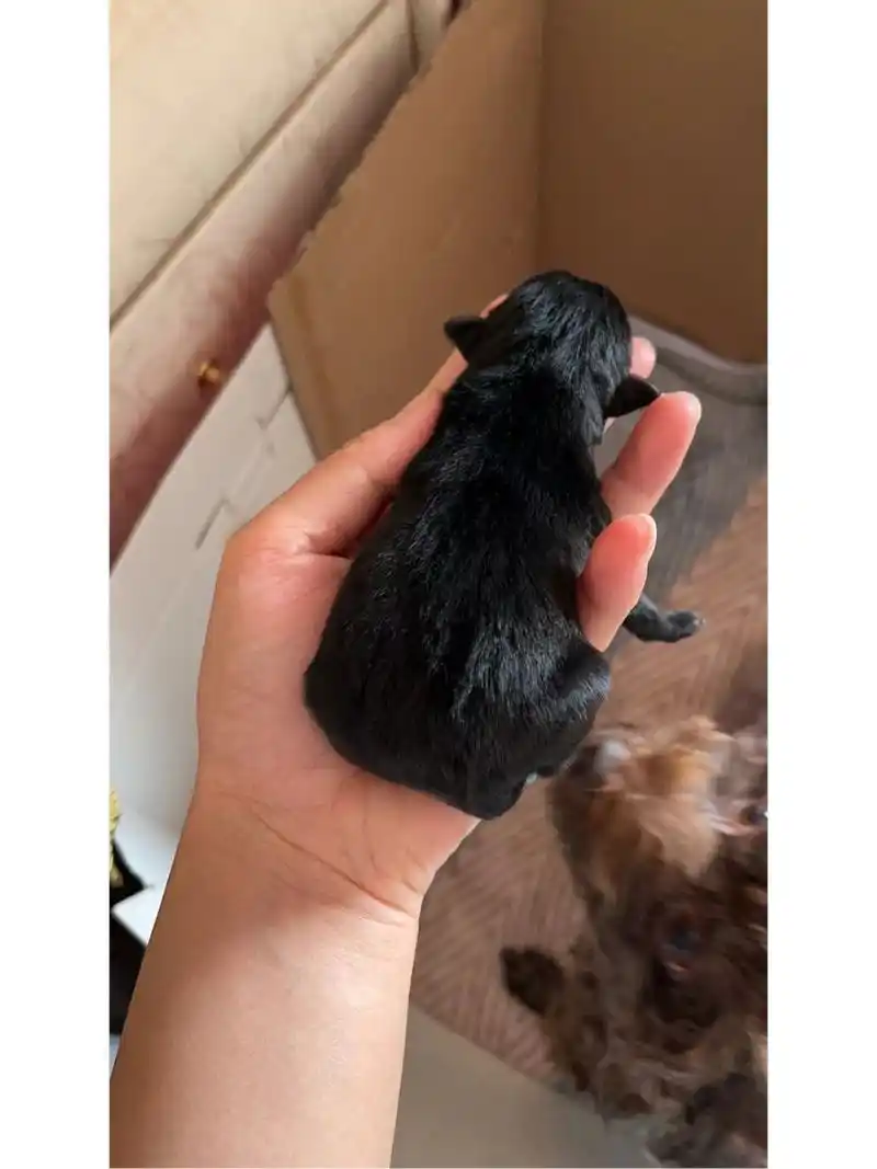 泰迪和土狗的宝宝 会卷毛吗 我家泰迪母  狗爸爸不详  生了三个宝宝