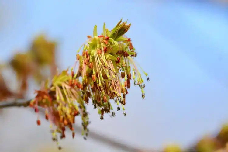 白蜡树花穗原创拍摄