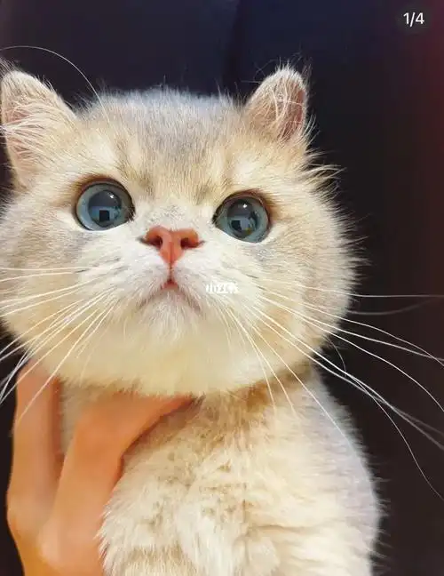 谁不想要一只可爱的网红小猫咪呢