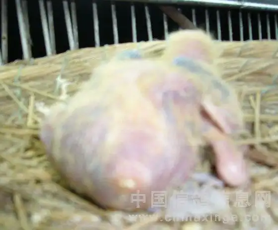 一羽双肛门神奇的幼鸽图