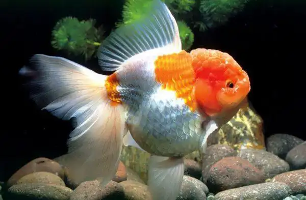 金鱼的种类划分以及品种