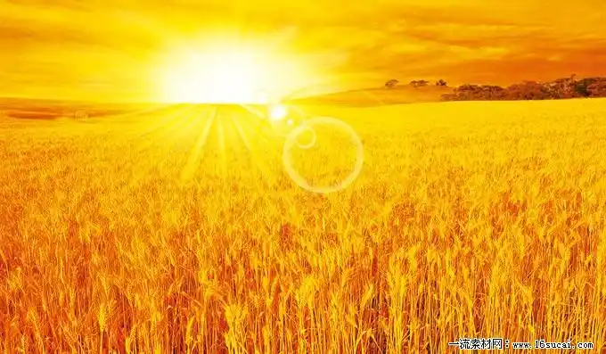 金色麦田风光psd分层素材