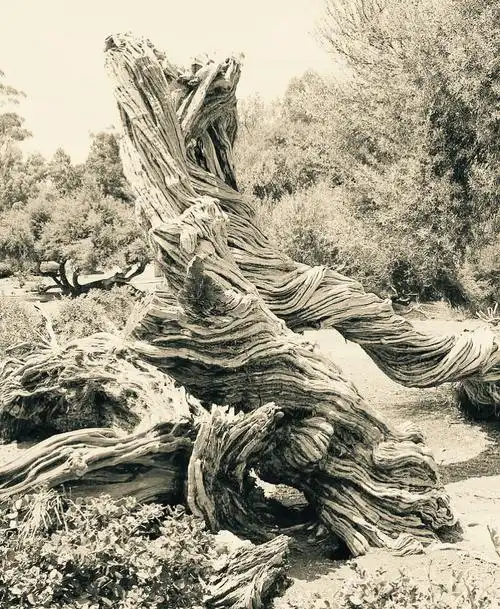 老树根