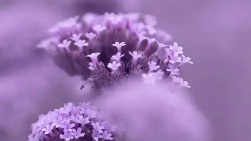 马鞭草紫色浪漫高清桌面壁纸