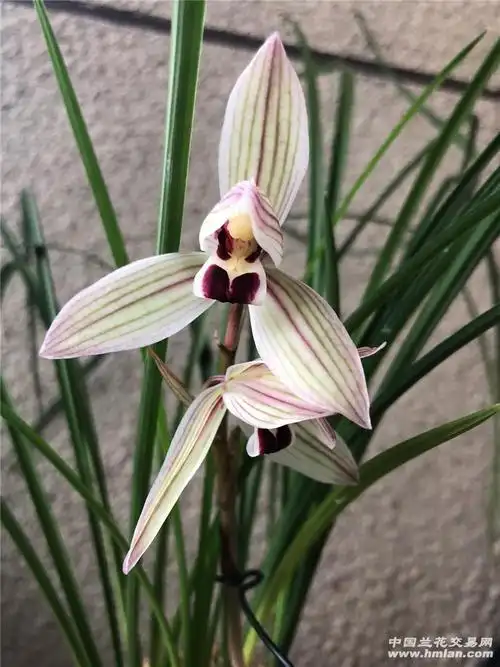 阳台莲瓣兰心心相印初开-莲瓣篇-中国兰花交易网社区