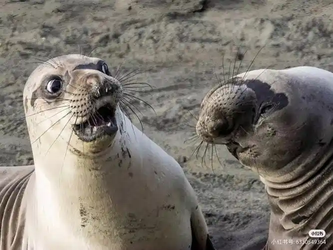 严肃搞笑的动物