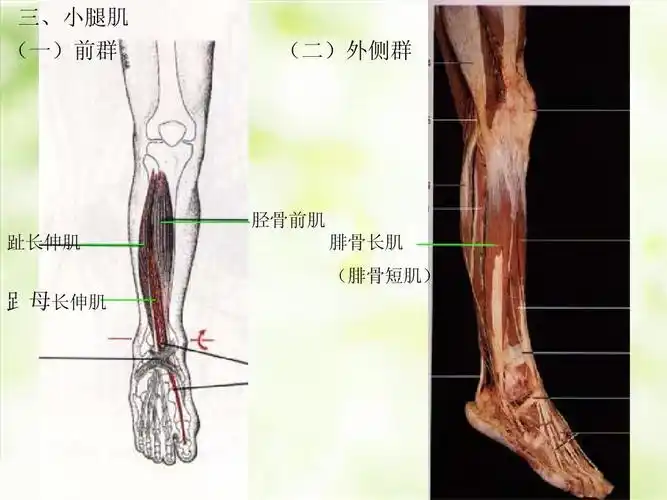 无忧文档 所有分类 医药卫生 人体解剖学-肌肉ppt 三,小腿肌 (一)前群
