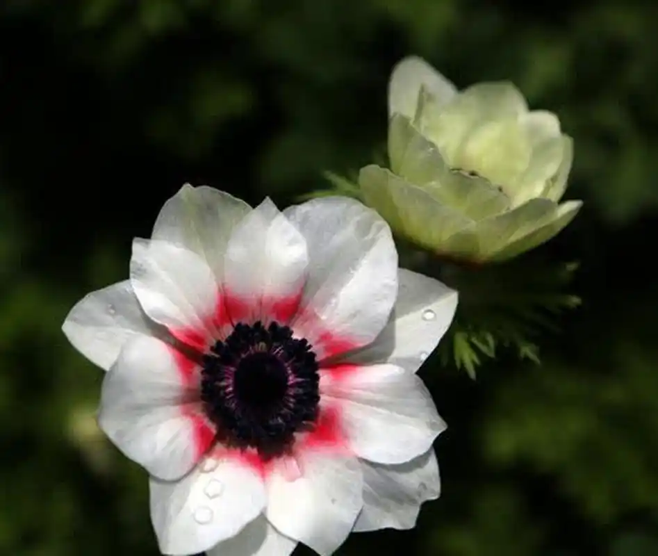 白银莲花洁白,淡雅,清新脱俗