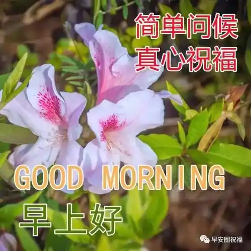 精选春日暖心早上好问候语漂亮鲜花图片带字祝福,群发早安暖心周末