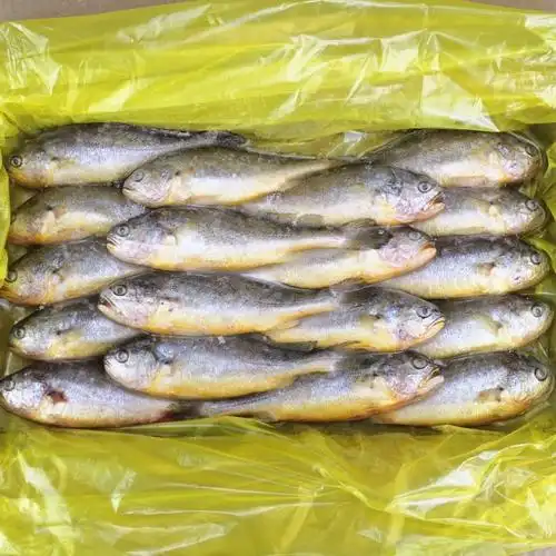 一米渔 冷冻小黄鱼6斤 18-20条 新鲜冷冻舟山黄鱼黄花鱼冰冻