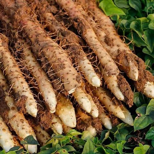 湛航 河南焦作垆土铁棍山药正宗怀山粉糯铁杆山药新鲜现挖温县淮山药