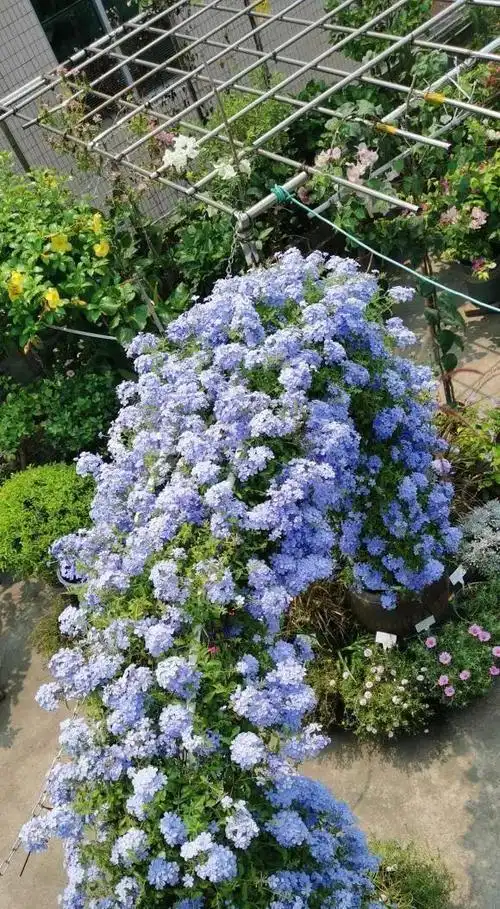 蓝雪花迎来开花期高温下暴晒30度照样爆开开成大花球