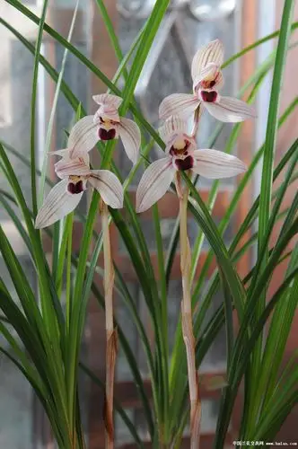心心相印连体4苗2小芽1花箭已开花漂亮壮苗