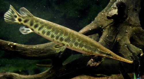 扁吻雀鳝(雀鳝科) - 淡水观赏鱼图鉴 - 渔倍乐水世界 - powered by