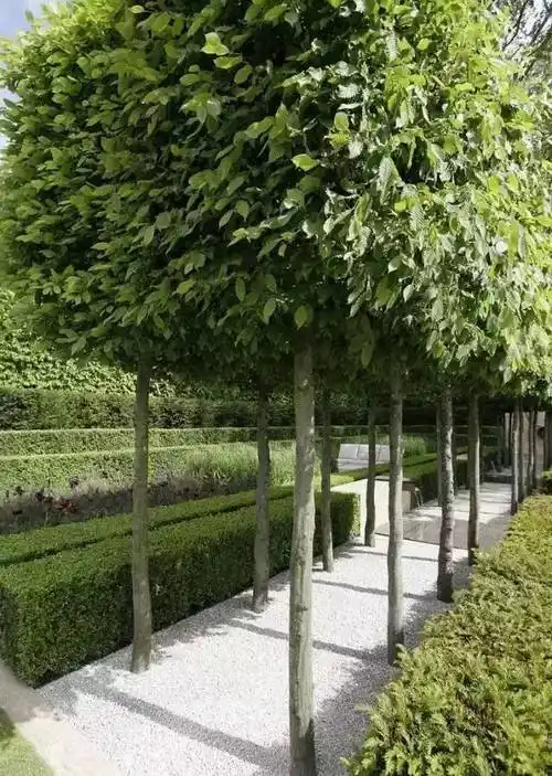 [分享]种植行道树是有技巧可寻的!