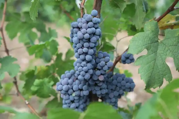 都安野生山葡萄酒(产于广西壮族自治区的酒)_尚可名片