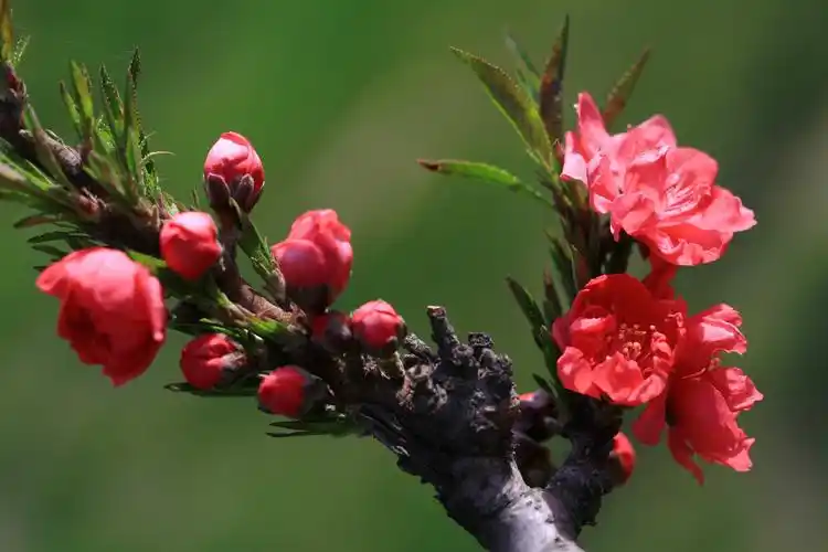 碧桃花图片花朵桃花碧桃花碧桃