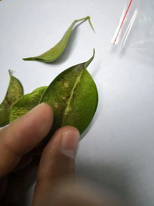 三亚凤凰岛度假酒店榕管蓟马(ji ma)处理工作报告