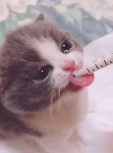 不给小奶猫吃小鱼干,边喝奶就边哭,那水汪汪的大眼睛