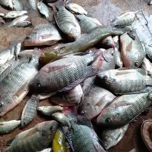 聚江园鱼庄野钓