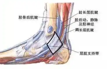 看起来好像腕管综合征是正中神经在腕管内受到卡压引起的而踝管综合征