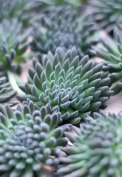 多肉 肉肉 喜欢的样子你都有 - 堆糖,美图壁纸兴趣社区