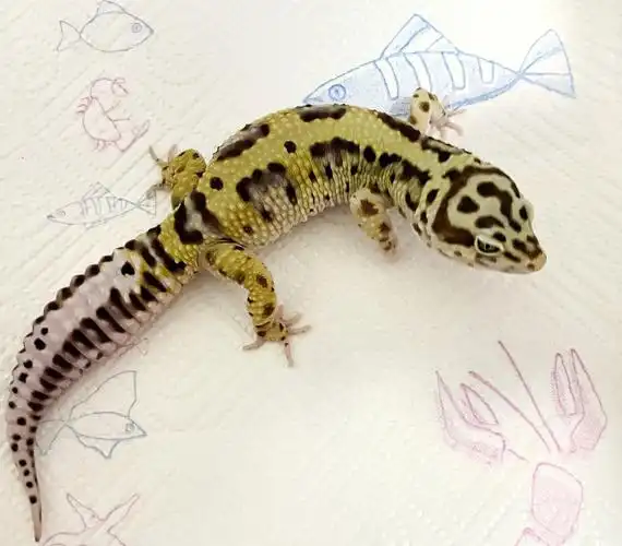 三个公亮仔找饭票啦豹纹守宫