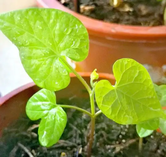 我种的牵牛花小苗长高了