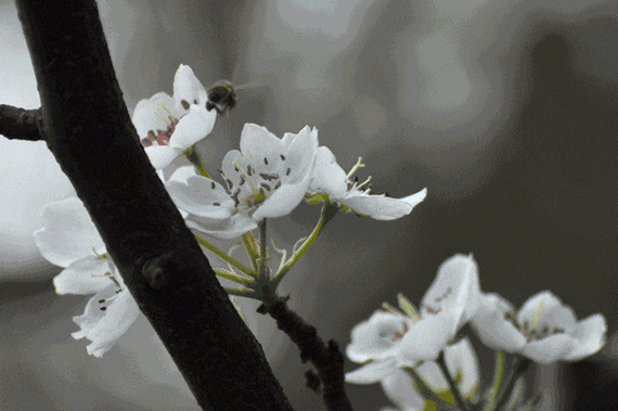 梨花蜜蜂采蜜鲜艳gif动图_动态图_表情包下载_soogif