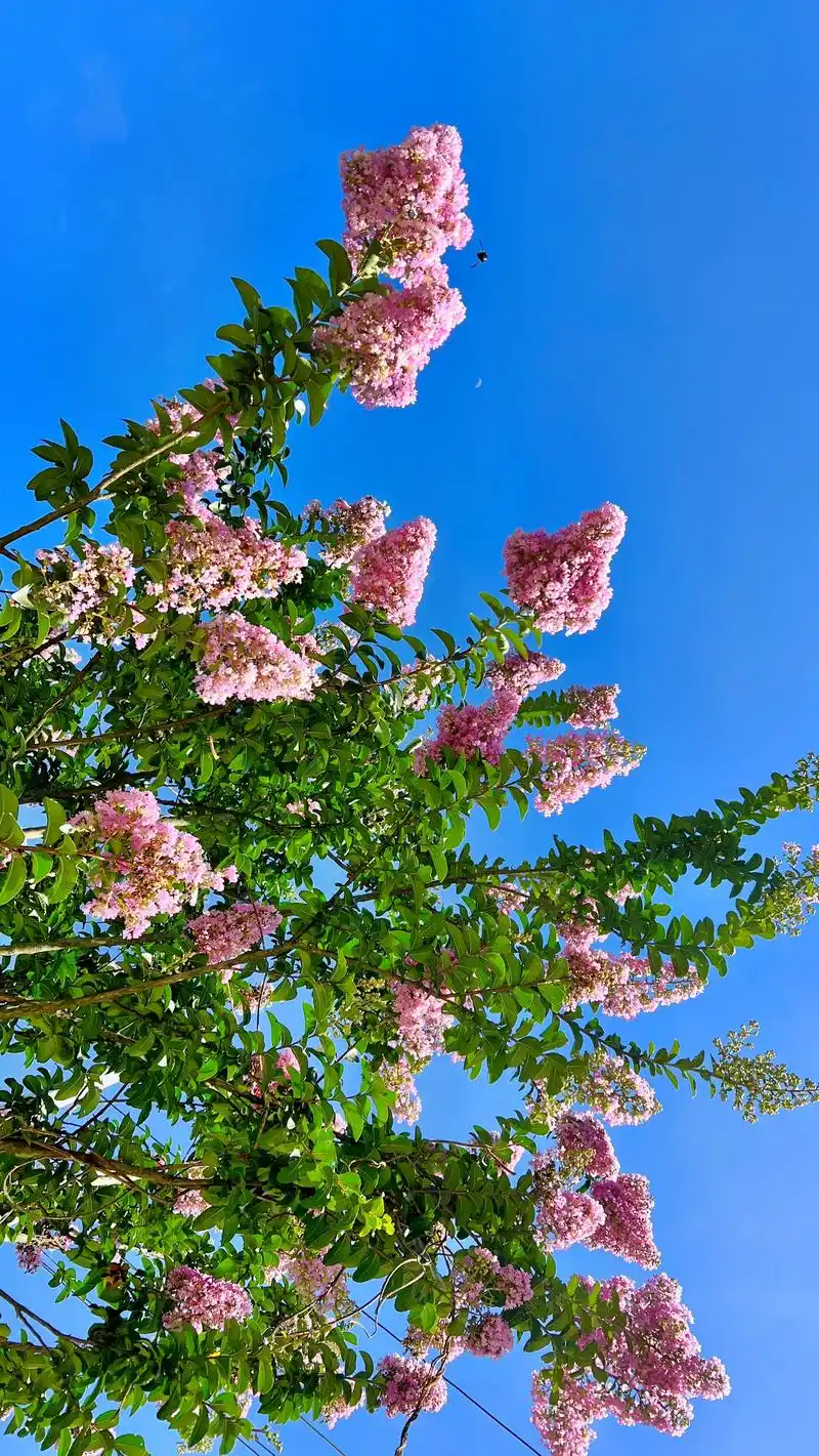 紫薇花又名百日红.#图文伙伴计划   紫薇花的寓意和象征意义 - 抖音
