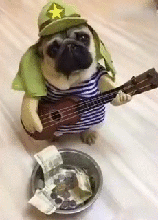 汪星人爆笑纸币小铁碗gif动图_动态图_表情包下载_soogif