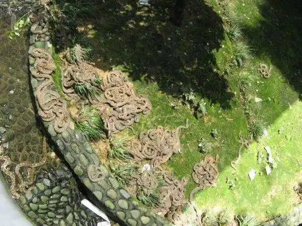 十大恐怖蛇岛:遍地巨蟒无人踏足(2)