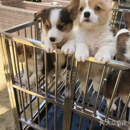 萌宠宝贝猫狗活体售卖宠物店