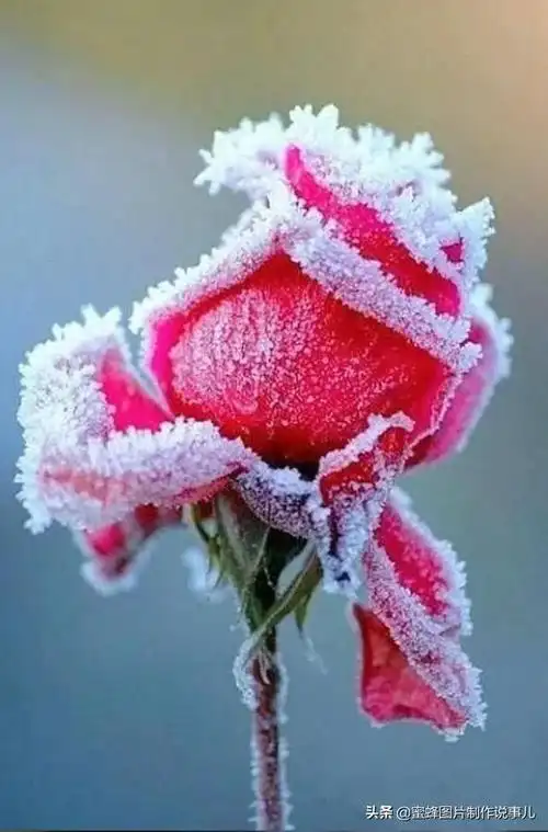 厚厚的大雪之中,冬天的梅花图片头像,一朵大全鲜花依然傲雪怒放,梅花