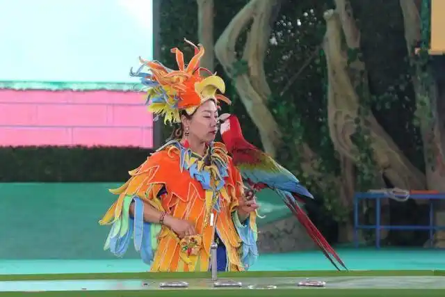 萧山小伙动物园求婚,鹦鹉现场当红娘