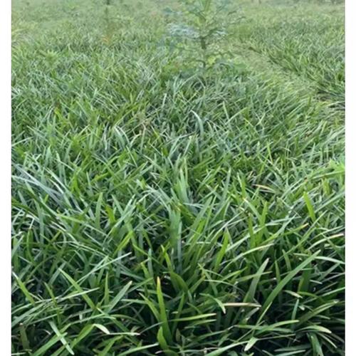 兰花三七阔叶麦冬草四季常绿工程绿化色块庭院盆栽耐寒地被植物