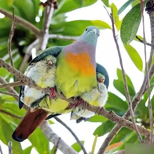 十张感人的动物界母爱图,每一张都击中人心,母爱太伟大!
