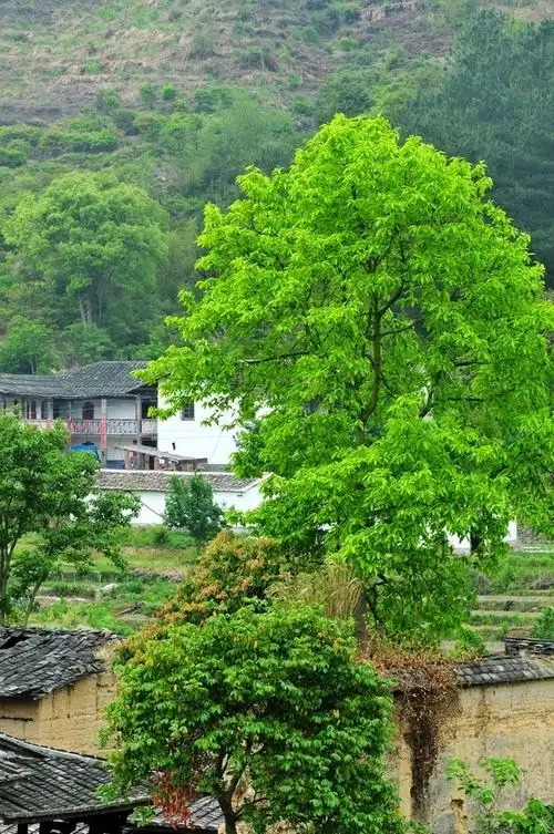 美丽乡村,院士故里