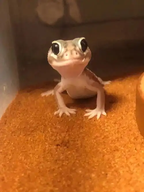 守宫类:nlp细皮瘤尾守宫(饲养心得篇)