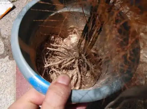 1棵文竹养10年年年开花结果子咋养的