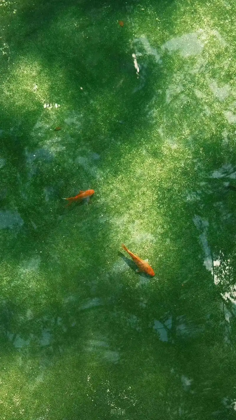 养眼壁纸.#壁纸 #送你一张壁纸 绿#见者好运 #愿一切美好 - 抖音