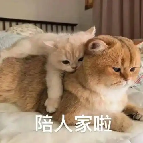 但谢谢你给我的甜9697生活偶尔会有不如意撒娇情侣表情包cr.