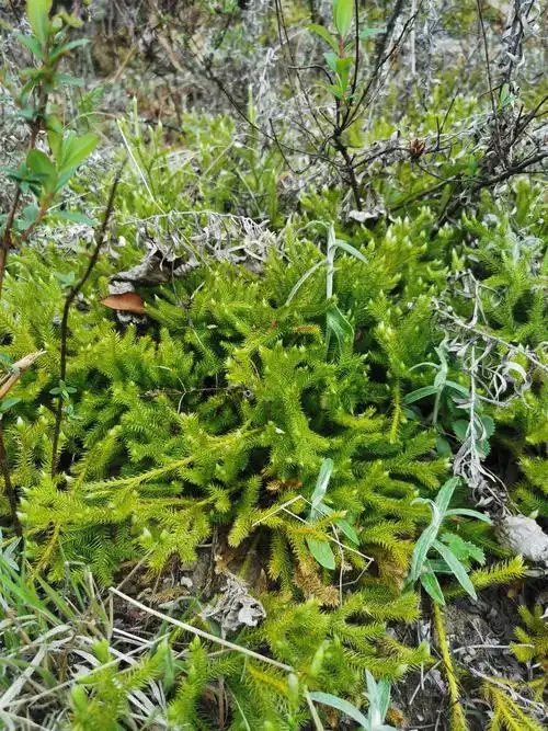 听说这个草是风湿药.