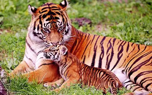 威猛无比老虎壁纸_威猛的样子很霸气