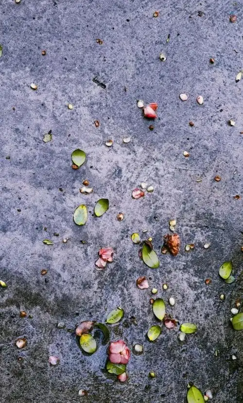 谁说下雨天不能拍出好看的图