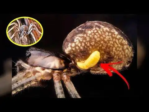 你不会相信这些僵尸蜘蛛是怎么被黄蜂控制的.