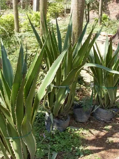 福建榕树-金边龙舌兰